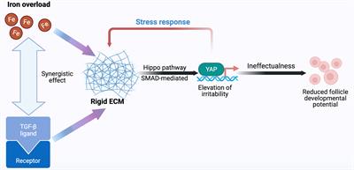 Iron overload triggering ECM-mediated Hippo/YAP pathway in follicle development: a hypothetical model endowed with therapeutic implications